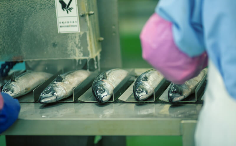 魚の製造現場での検査体験の様子