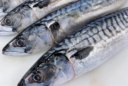 鮮度のいい魚のイメージ
